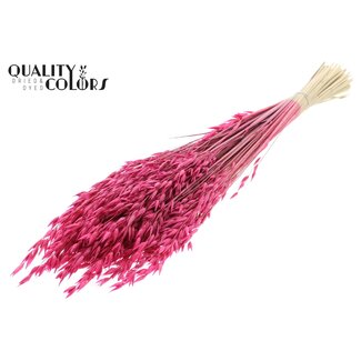 QC Dried Oats Premium | Colour: Cherry-coloured | Avena Premium Dried Flowers | Length ± 70 centimetres | Weight 200 grams | Per bunch