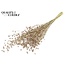 Dried Flax | Colour: Frosted White | Linum Dried Flowers | Length ± 50 centimetres | Weight 150 grams | Per bunch