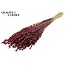 Dried Oats Premium | Colour: Bordeaux Red | Avena Premium Dried Flowers | Length ± 70 centimetres | Weight 200 grams | Per bunch