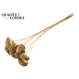 QC Gedroogd Duizendblad | Kleur: Antiek Goudkleurig | Achillea Droogbloemen | Lengte ± 60 centimeter | 15 stelen per bos | Per bos