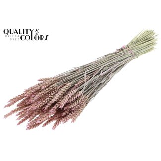 QC Gedroogde Tarwe | Kleur: Pearl Roze | Triticum Droogbloemen | Lengte ± 60 centimeter | Gewicht 220 gram | Per bos