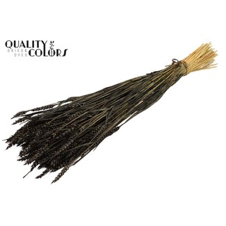 QC Sun-Bleached Wheat | Colour: Black | Triticum Dried Flowers | Length ± 60 centimetres | Weight 220 grams | Per bunch