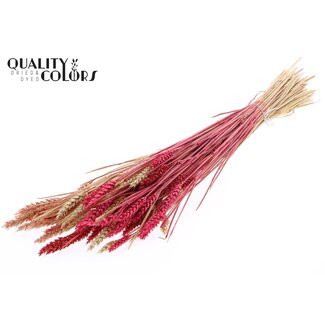 QC Sun-Bleached Wheat | Lady Mix | Colour: Mixed Colours | Triticum Dried Flowers | Length ± 60 centimetres | Weight 220 grams | Per bunch