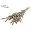 Dried Setaria | Colour: Pearl White | Setaria dried flowers | Length ± 70 centimetres | Weight 210 grams | Per bunch