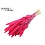 Dried Setaria | Colour: Intense Cherry Red | Setaria dried flowers | Length ± 70 centimetres | Weight 210 grams | Per bunch