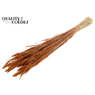 QC Zongebleekte Tarwe | Kleur: Terracotta | Triticum Droogbloemen | Lengte ± 60 centimeter | Gewicht 220 gram | Per bos