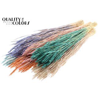 QC Sun-Bleached Wheat | Pearl Mix | Colour: Mixed Colours | Triticum Dried Flowers | Length ± 60 centimetres | Weight 220 grams | Per bunch