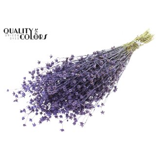 QC Gedroogd Vlas | Kleur: Milkapaars | Linum Droogbloemen | Lengte ± 50 centimeter | Gewicht 150 gram | Per bos