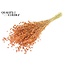 Dried Flax | Colour: Frosted Salmon | Linum Dried Flowers | Length ± 50 centimetres | Weight 150 grams | Per bunch