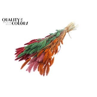 QC Gedroogde Setaria | Zomer Sorbet | Kleur: Gemengde Kleuren | Setarea droogbloemen | Lengte ± 70 centimeter | Gewicht 210 gram | Per bos