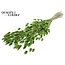 Dried Bunny Tails Premium | Colour: Light Green | Lagurus Ovatus dried flowers | Length ± 70 centimetres | Weight 100 grams | Per bunch