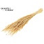 Dried Oats | Colour: Bleached | Avena dried flowers | Length ± 60 centimetres | Weight 200 grams | Per bunch