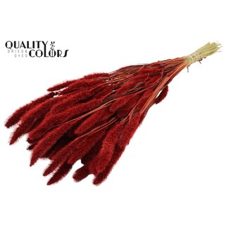 QC Gedroogde Setaria | Kleur: Rood | Setarea droogbloemen | Lengte ± 70 centimeter | Gewicht 210 gram | Per bos