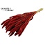 Dried Setaria | Colour: Red | Setaria dried flowers | Length ± 70 centimetres | Weight 210 grams | Per bunch