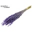 Dried Oats | Colour: Intense Frosted Milka Purple | Avena dried flowers | Length ± 60 centimetres | Weight 200 grams | Per bunch