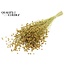 Dried Flax | Colour: Yellow | Linum Dried Flowers | Length ± 50 centimetres | Weight 150 grams | Per bunch