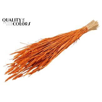 QC Sun-Bleached Wheat | Colour: Orange | Triticum Dried Flowers | Length ± 60 centimetres | Weight 220 grams | Per bunch
