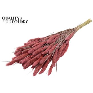 QC Gedroogde Setaria | Kleur: Frosted Roze | Setarea droogbloemen | Lengte ± 70 centimeter | Gewicht 210 gram | Per bos