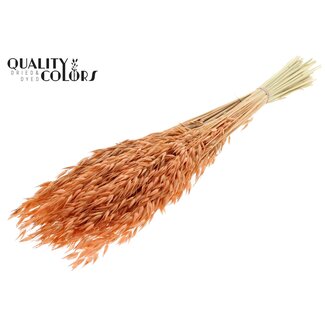 QC Gedroogde Haver | Kleur: Intens Frosted Zalmkleurig | Avena droogbloemen | Lengte ± 60 centimeter | Gewicht 200 gram | Per bos
