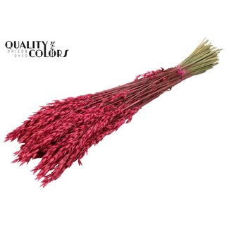 QC Gedroogde Haver | Kleur: Kerskleurig | Avena droogbloemen | Lengte ± 60 centimeter | Gewicht 250 gram | Per bos
