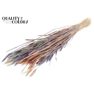 QC Sun-Bleached Wheat | Colourful 1 | Colour: Mixed Colours | Triticum Dried Flowers | Length ± 60 centimetres | Weight 220 grams | Per bunch