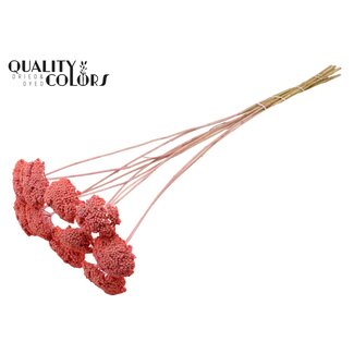 QC Gedroogd Duizendblad | Kleur: Frosted Roze | Achillea Droogbloemen | Lengte ± 60 centimeter | 15 stelen per bos | Per bos
