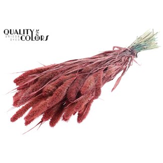 QC Getrocknete Setaria | Farbe: Perlenkorallenfarbe | Setaria Trockenblumen | Länge ± 70 Zentimeter | Gewicht 210 Gramm | Pro Bund