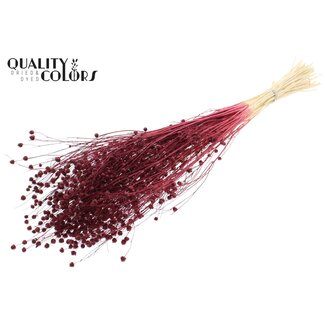 QC Dried Flax | Colour: Intense Bordeaux Red | Linum Dried Flowers | Length ± 70 centimetres | Weight 100 grams | Per bunch