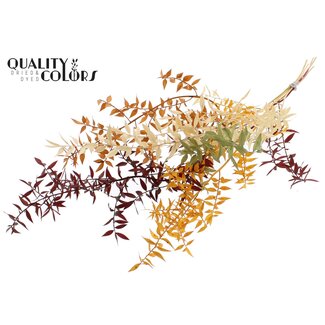 QC Dried Ruscus | Pumpkin Spice | Colour: Mixed Colours | Ruscus Dried Flowers | Length ± 70 centimetres | 10 stems per bunch | Per bunch
