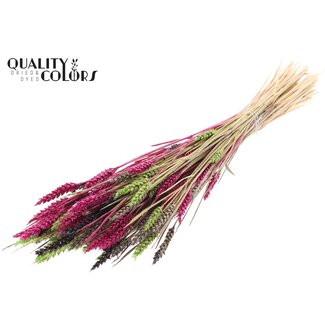 QC Sun-Bleached Wheat | Colourful 8 | Colour: Mixed Colours | Triticum Dried Flowers | Length ± 60 centimetres | Weight 220 grams | Per bunch