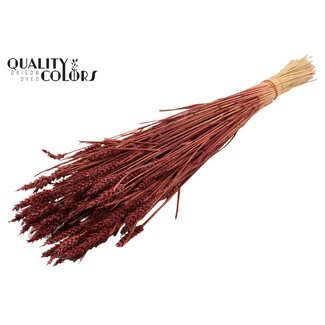 QC Sun-Bleached Wheat | Colour: Bordeaux Red | Triticum Dried Flowers | Length ± 60 centimetres | Weight 220 grams | Per bunch
