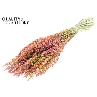 QC Gedroogde Haver | Kleur: Meerkleurig Kerskleurig | Avena droogbloemen | Lengte ± 60 centimeter | Gewicht 250 gram | Per bos