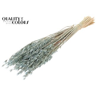 QC Gedroogde Haver Premium | Kleur: Frosted Lichtblauw | Avena Premium Droogbloemen | Lengte ± 70 centimeter | Gewicht 200 gram | Per bos