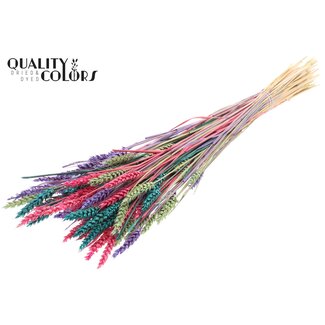 QC Sun-Bleached Wheat | Colourful 7 | Colour: Mixed Colours | Triticum Dried Flowers | Length ± 60 centimetres | Weight 220 grams | Per bunch