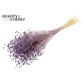 QC Dried Flax | Colour: Intense Frosted Milk Purple | Linum Dried Flowers | Length ± 70 centimetres | Weight 100 grams | Per bunch