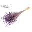 Dried Flax | Colour: Intense Frosted Milk Purple | Linum Dried Flowers | Length ± 70 centimetres | Weight 100 grams | Per bunch