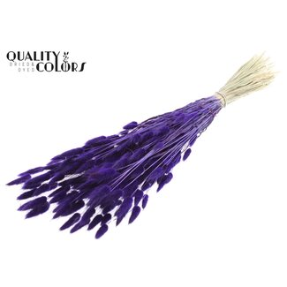 QC Dried Hare's Tails | Colour: Purple | Lagurus Ovatus dried flowers | Length ± 60 centimetres | Per bunch