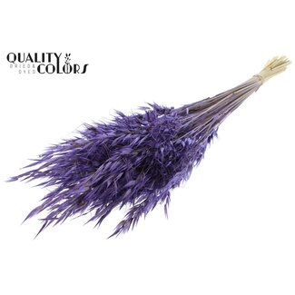QC Gedroogde Wilde Haver | Kleur: Paars | Wilde Avena Droogbloemen | Lengte ± 70 centimeter | Gewicht 100 gram | Per bos