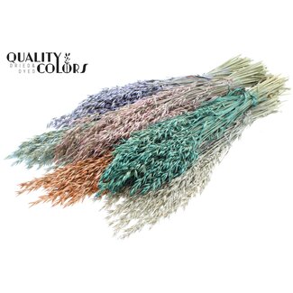 QC Dried Oats | Pearl Mix | Colour: Mixed Colours | Avena dried flowers | Length ± 60 centimetres | Weight 250 grams | Per bunch