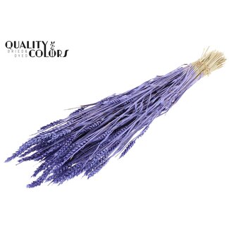 QC Sun-Bleached Wheat | Colour: Metallic Purple | Triticum Dried Flowers | Length ± 60 centimetres | Weight 220 grams | Per bunch