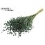 Dried Flax | Colour: Light Green | Linum Dried Flowers | Length ± 50 centimetres | Weight 150 grams | Per bunch