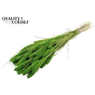 QC Gedroogde Setaria | Kleur: Intens Groen | Setarea droogbloemen | Lengte ± 70 centimeter | Gewicht 210 gram | Per bos