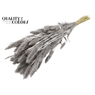 QC Gedroogde Setaria | Kleur: Zilverkleurig | Setarea droogbloemen | Lengte ± 70 centimeter | Gewicht 210 gram | Per bos