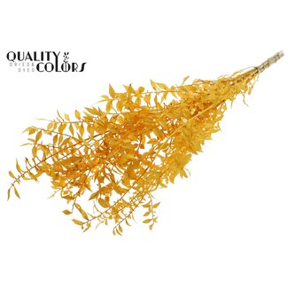 QC Dried Ruscus | Colour: Intense Apricot | Ruscus Dried Flowers | Length ± 50 centimetres | 10 stems per bunch | Per bunch
