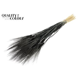 QC Getrockneter Bartweizen | Farbe: Intens Schwarz | Triticum Bart Trockenblumen | Länge ± 70 Zentimeter | Pro Bund