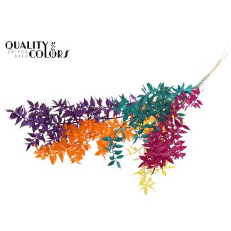 QC Gedroogde Ruscus | Mix 2 | Kleur: Gemengde Kleuren | Ruscus Droogbloemen | Lengte ± 70 centimeter | 10 takken per bos | Per bos