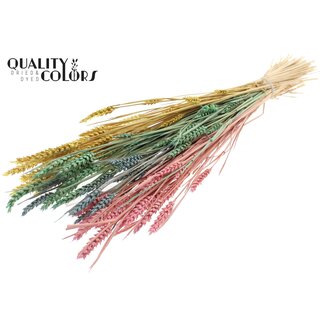 QC Sun-Bleached Wheat | Pastel Prism | Colour: Mixed Colours | Triticum Dried Flowers | Length ± 60 centimetres | Weight 220 grams | Per bunch