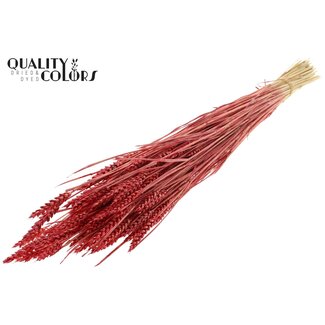 QC Zongebleekte Tarwe | Kleur: Pearl Koraalkleurig | Triticum Droogbloemen | Lengte ± 60 centimeter | Gewicht 220 gram | Per bos