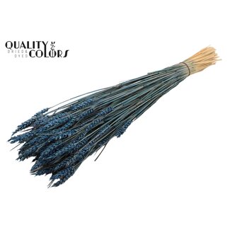 QC Zongebleekte Tarwe | Kleur: Donkerblauw | Triticum Droogbloemen | Lengte ± 60 centimeter | Gewicht 220 gram | Per bos