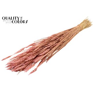 QC Zongebleekte Tarwe | Kleur: Frosted Lichtroze | Triticum Droogbloemen | Lengte ± 60 centimeter | Gewicht 220 gram | Per bos